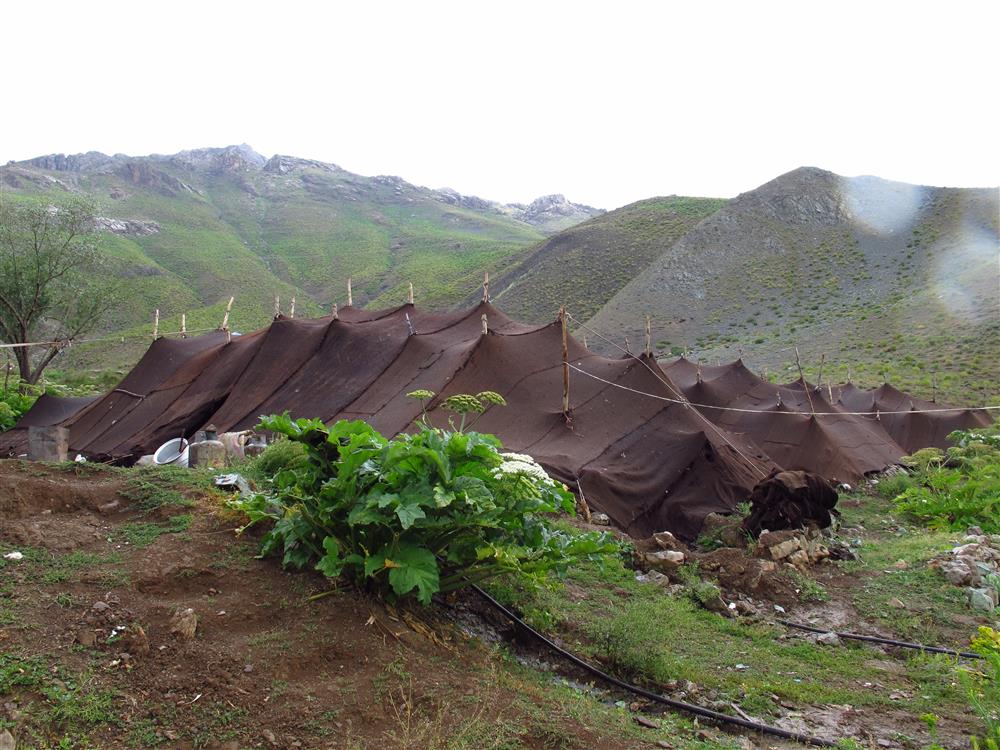 سوغات بی‌نام و نشان عشایر، روغن حیوانی ناب و ژل رویال 